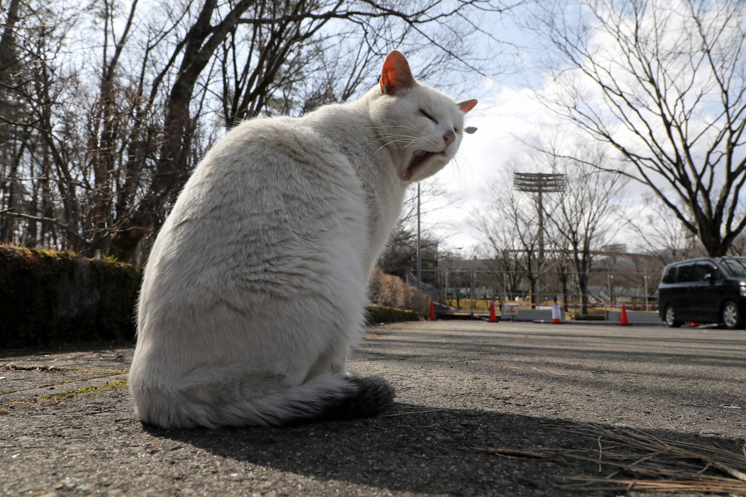 なぜセルトラリンがあくびを引き起こすのでしょうか？
