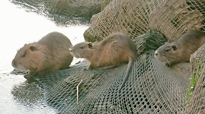 外来生物は悪者なの？
