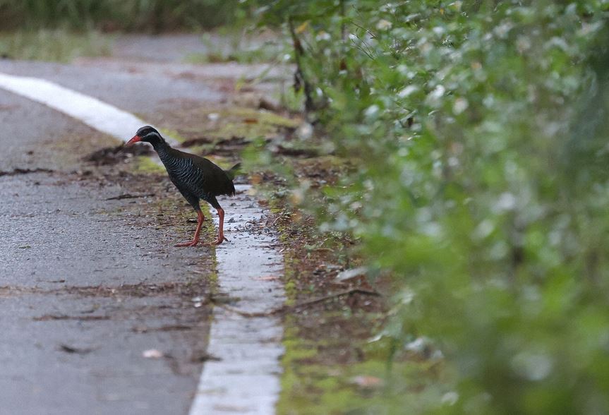 飛べない飛びます