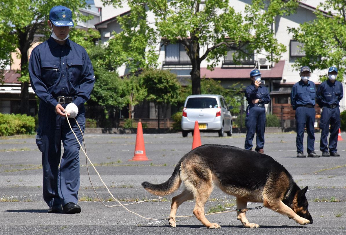 警察犬になれるのは どんな犬 ニュースがわかる オンライン