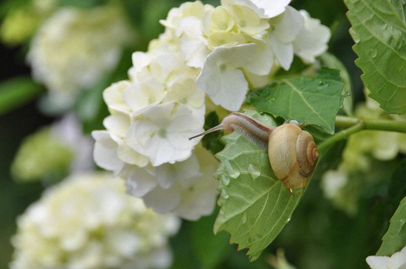 ゆっくりノロノロ　不思議なカタツムリ【ニュース知りたいんジャー】