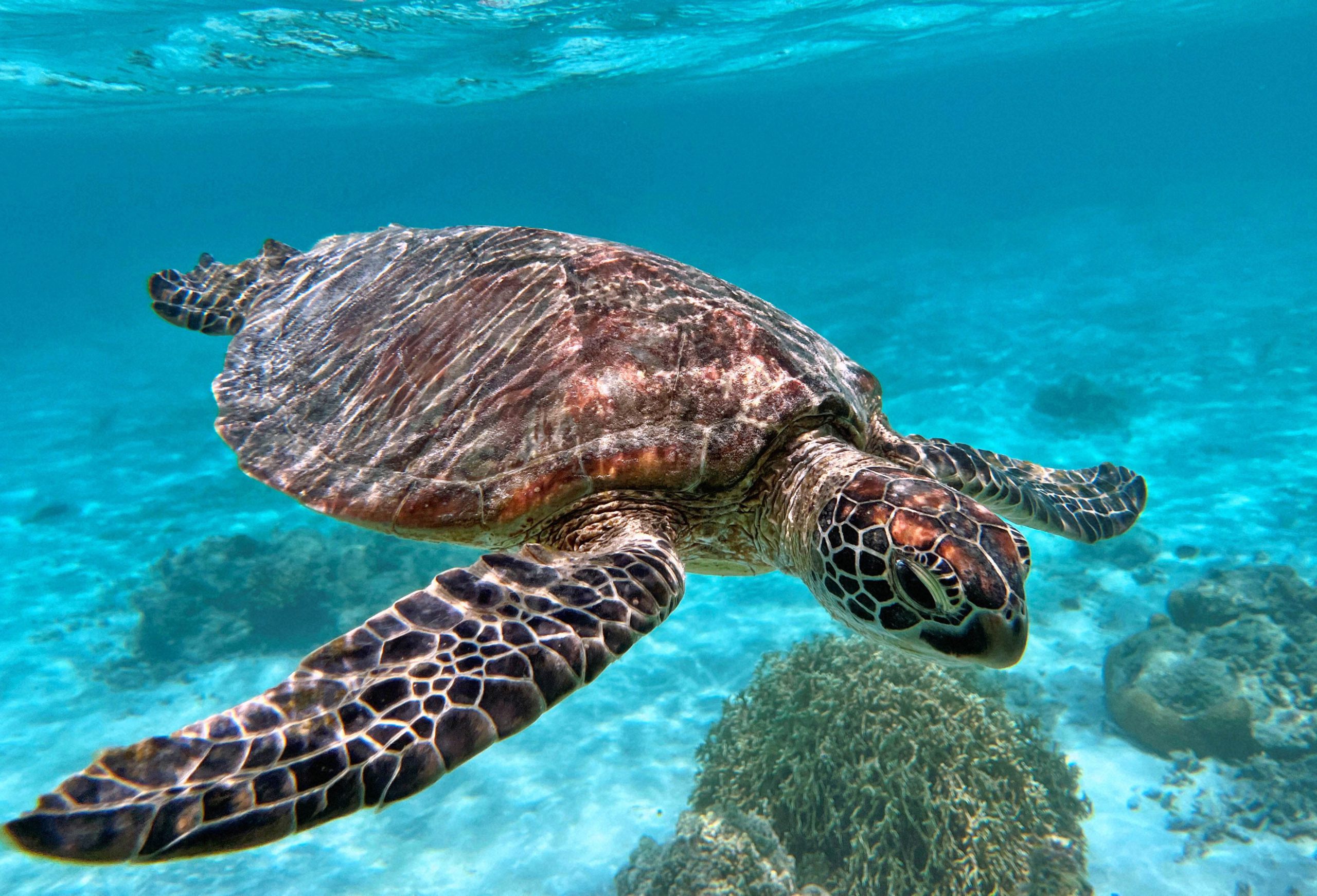 ワシントン条約」採択から50年 絶滅危惧種のいま【ニュース