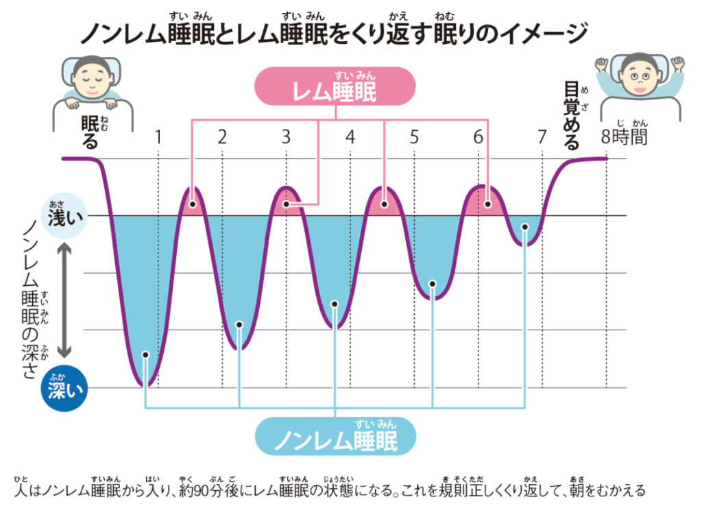 知ってた？ 睡眠のメカニズム｜眠りが脳を育てる