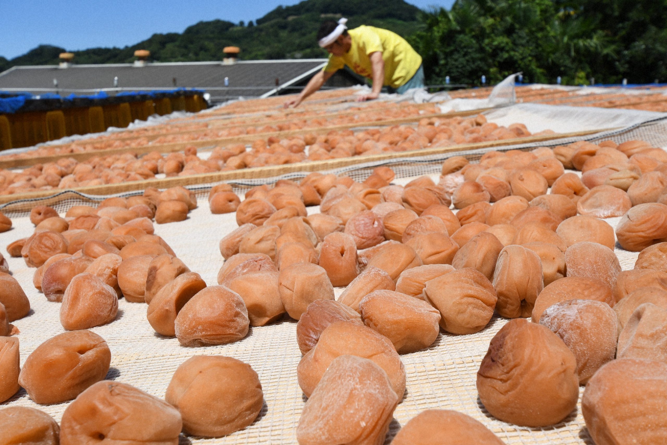 「梅干し」「梅酒」…　日本人になじみの梅とは？【ニュース知りたいんジャー】