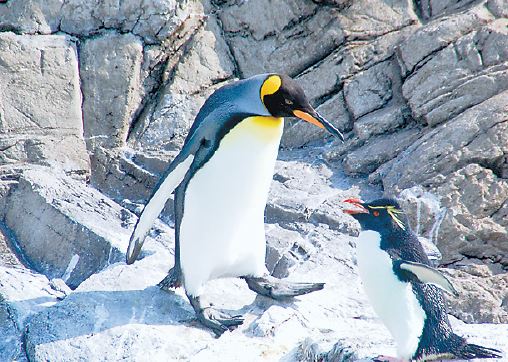 ペンギン　北極で生きられる？【疑問氷解】