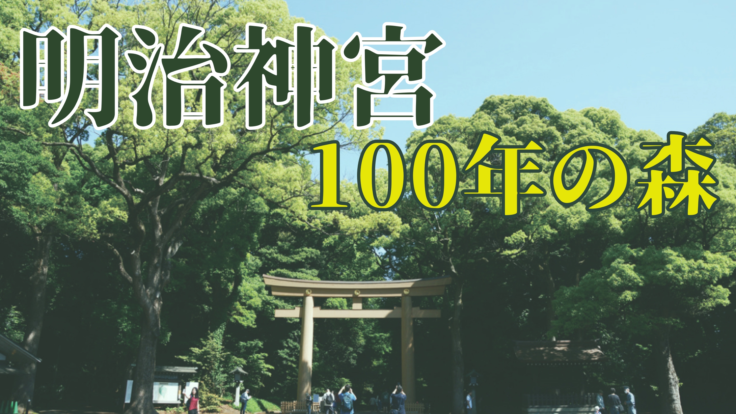 明治神宮 100年の森｜森を学ぼう！
