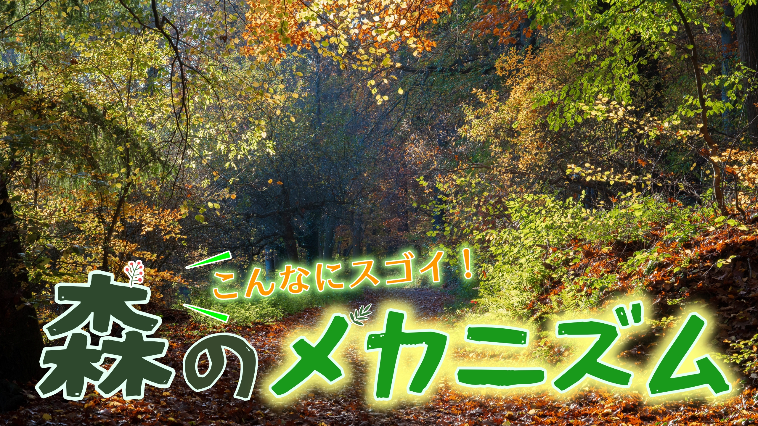 こんなにスゴイ！ 森のメカニズム｜森を学ぼう！