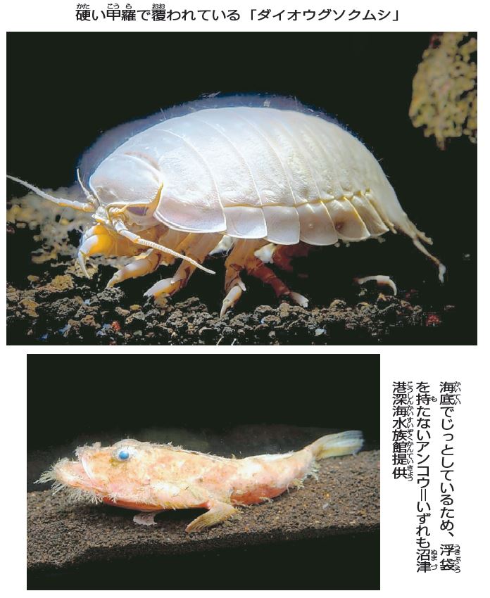 深海魚 なぜ水圧でつぶれない？【疑問氷解】ニュースをわかりやすく