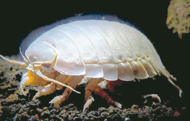 深海魚　なぜ水圧でつぶれない？【疑問氷解】