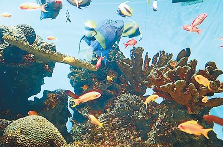 熱帯魚 なぜカラフル？【疑問氷解】│子どものためのニュース雑誌
