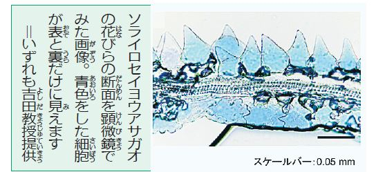 アサガオの色 なぜ変わる？【疑問氷解】│子どものためのニュース雑誌