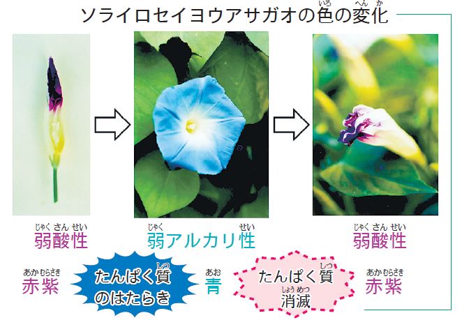 アサガオの色 なぜ変わる？【疑問氷解】│子どものためのニュース雑誌