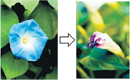 アサガオの色 なぜ変わる？【疑問氷解】│子どものためのニュース雑誌