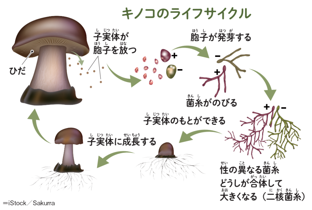 世界最大の菌類