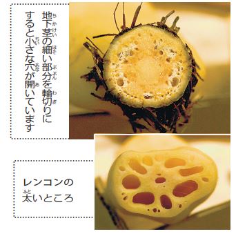 レンコンの穴 なぜ？【疑問氷解】