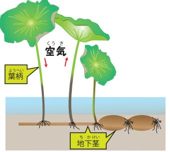レンコンの穴 なぜ？【疑問氷解】