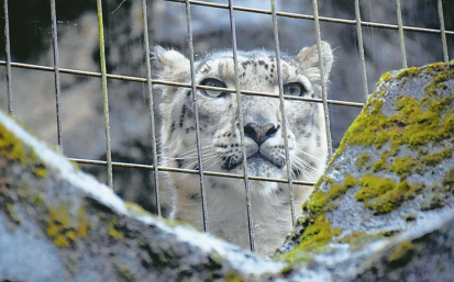 哺乳類のヒゲは何のため？【疑問氷解】