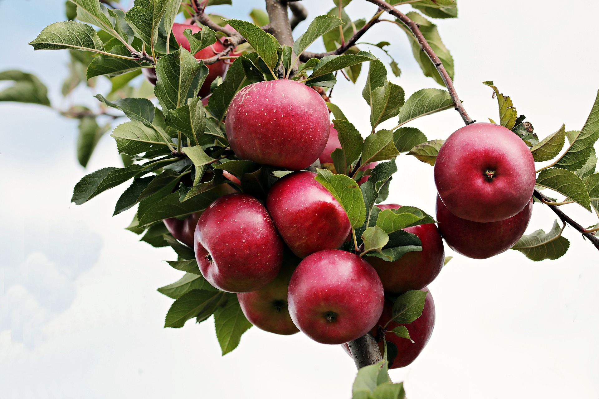 赤色リンゴロゴ シート Apple 干支 非売品 子年 ねずみどし