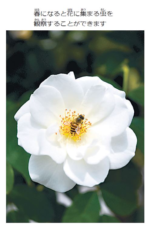 虫はどうやって蜜を見つけるの？ 【疑問氷解】