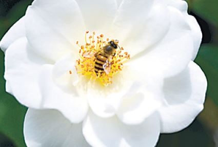 虫はどうやって蜜を見つけるの？ 【疑問氷解】