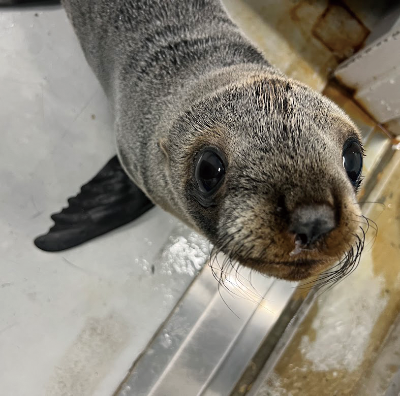 未来の仕事図鑑 水族館の飼育員