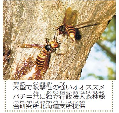 オオスズメ蜂の子 １kg オオスズメ蜂の子 1kg