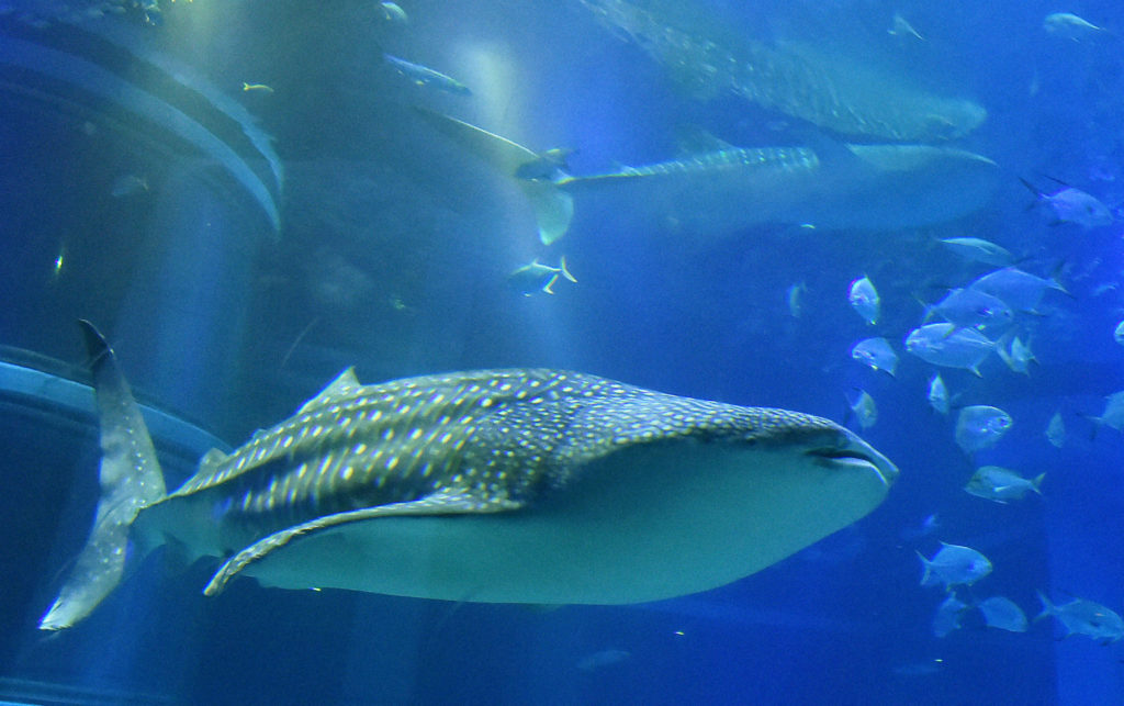 海の魚のウロコについて知りたい 【疑問氷解】