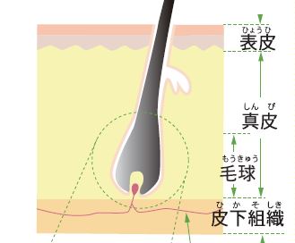 どうして白髪になるの？　　【疑問氷解】