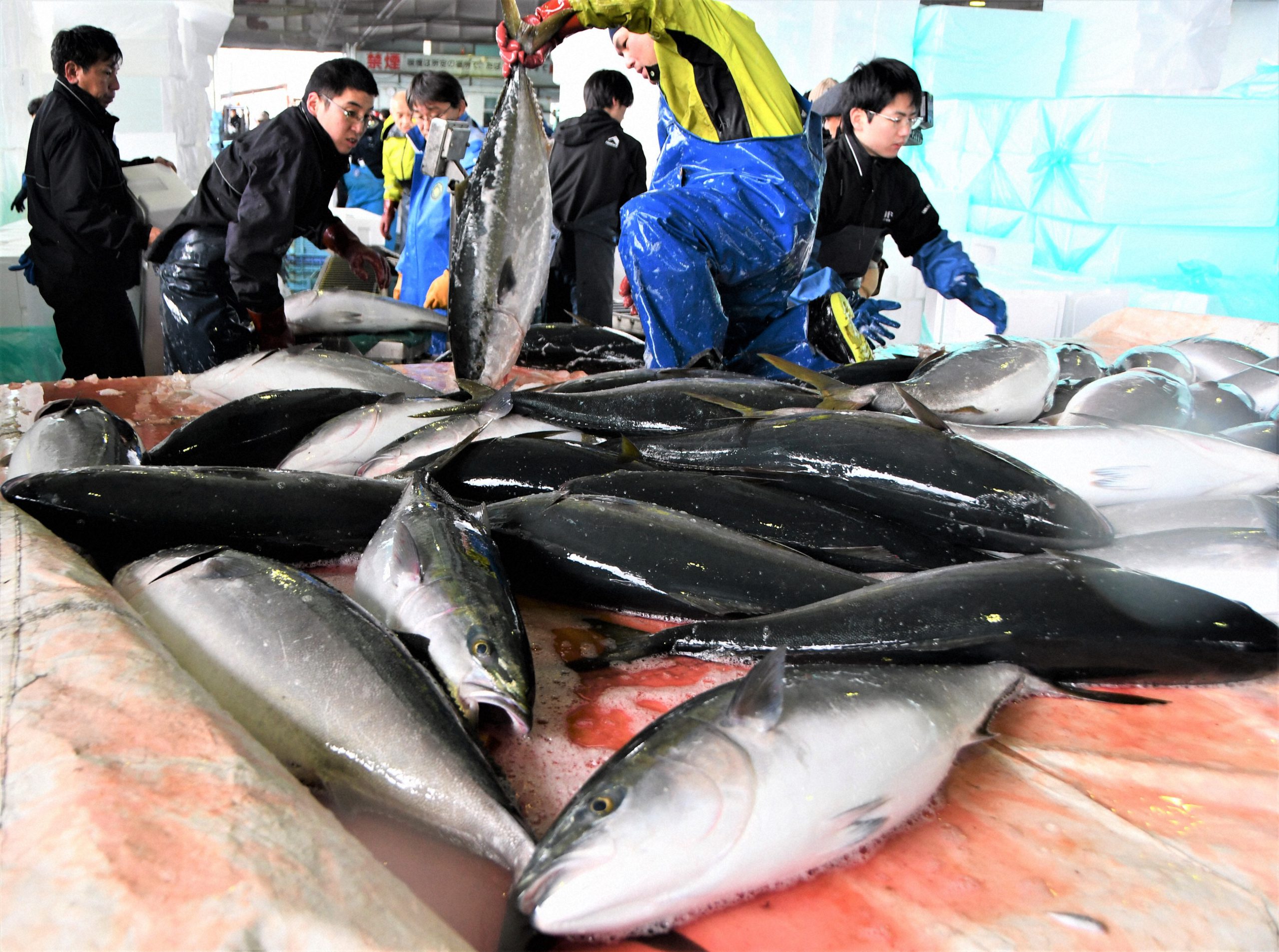 ☆超美品☆】 ＊クジラのネオンサイン＊ アイスブルー ブルーアイズ