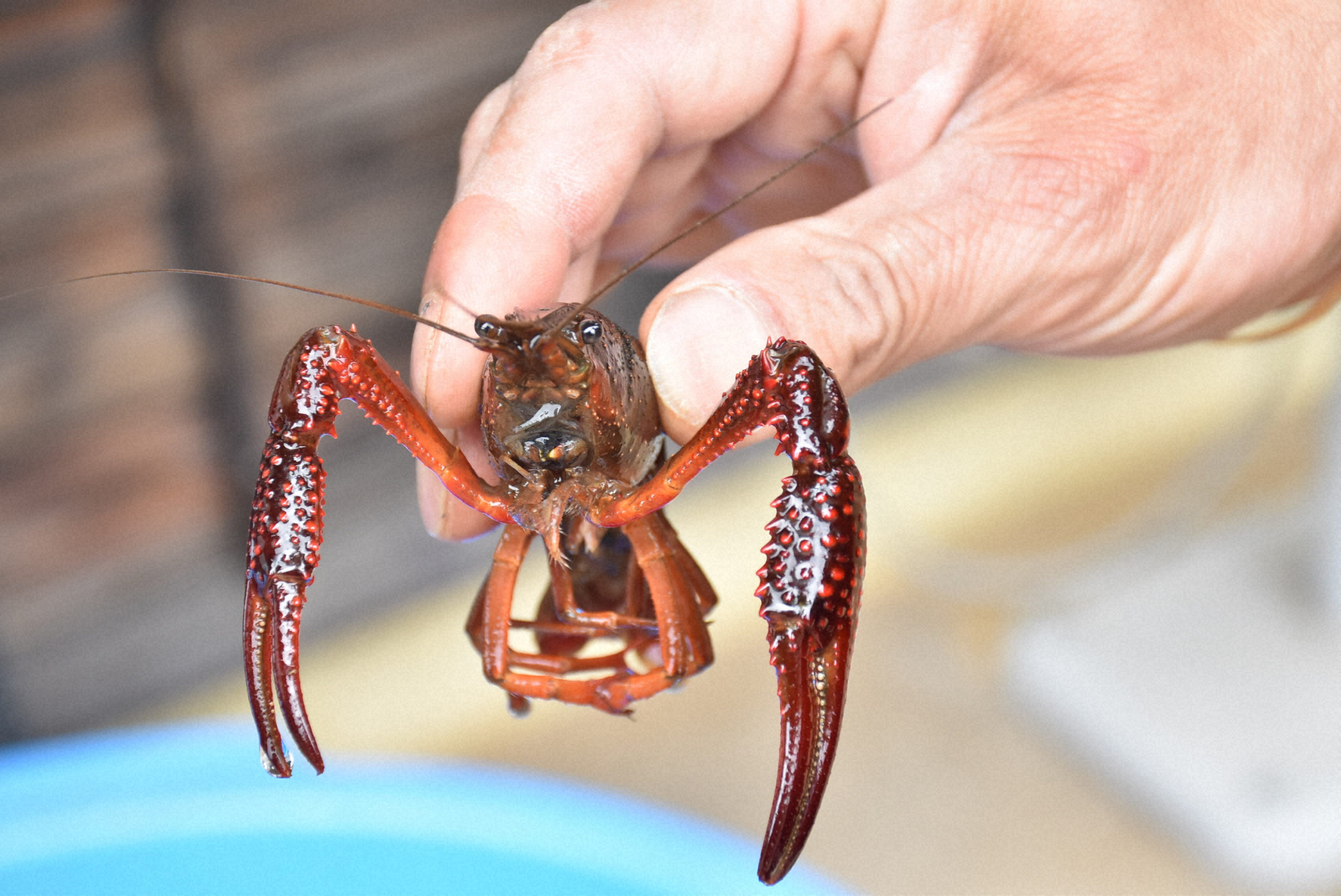 外来生物は悪者ですか？　【疑問氷解】