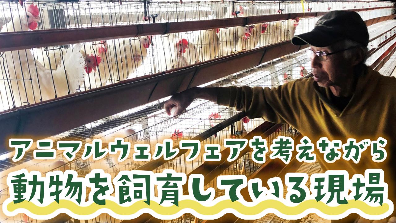 アニマルウェルフェアを考えている飼育現場