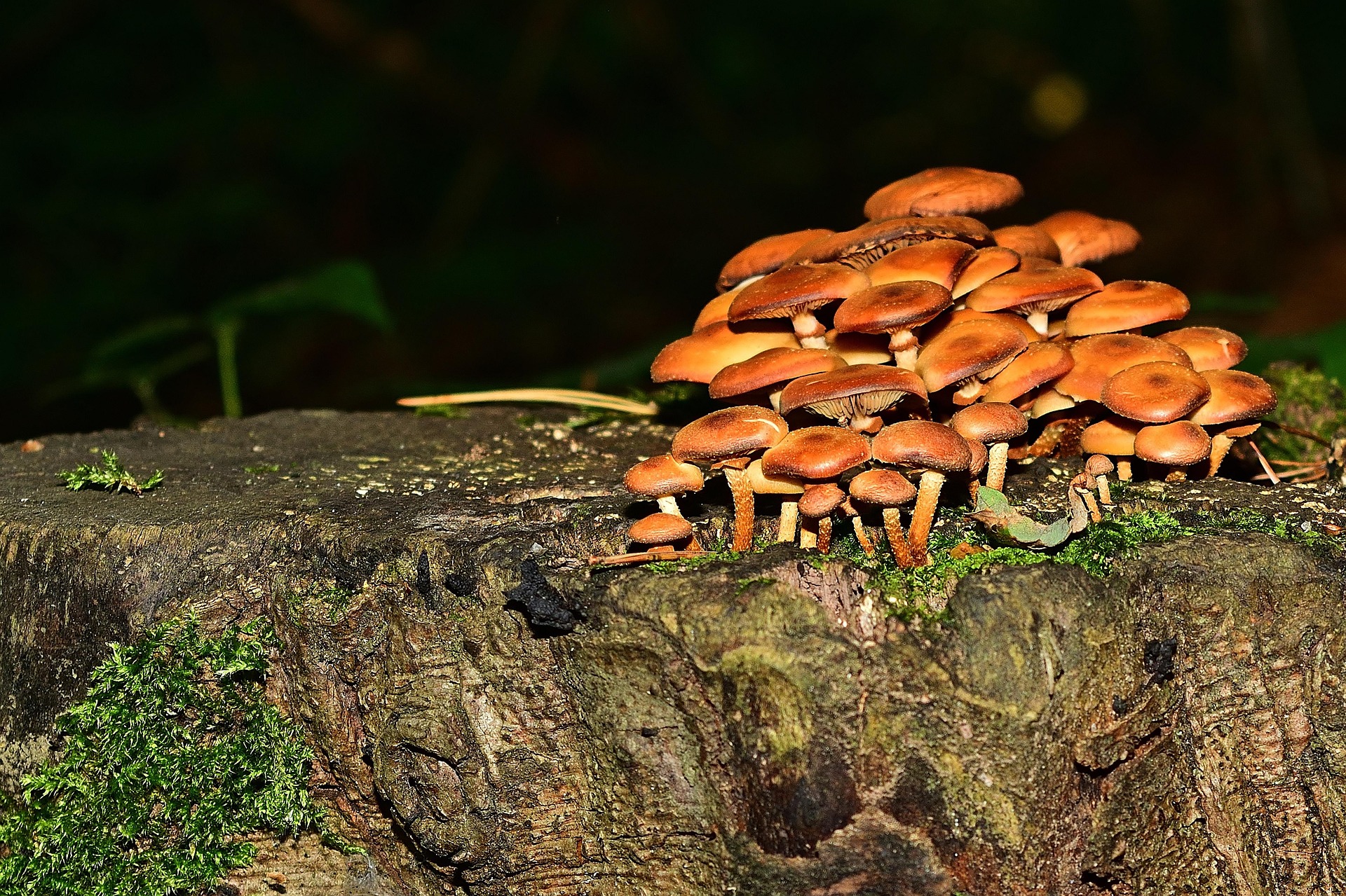 高峰譲吉（たかみねじょうきち）」ってどんなひと？世界を動かし