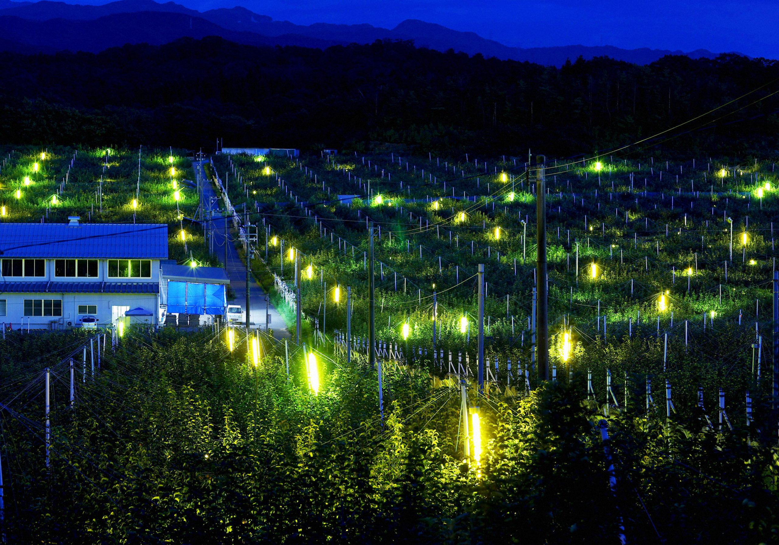 どうして虫は明るいところに集まるの？　【疑問氷解】