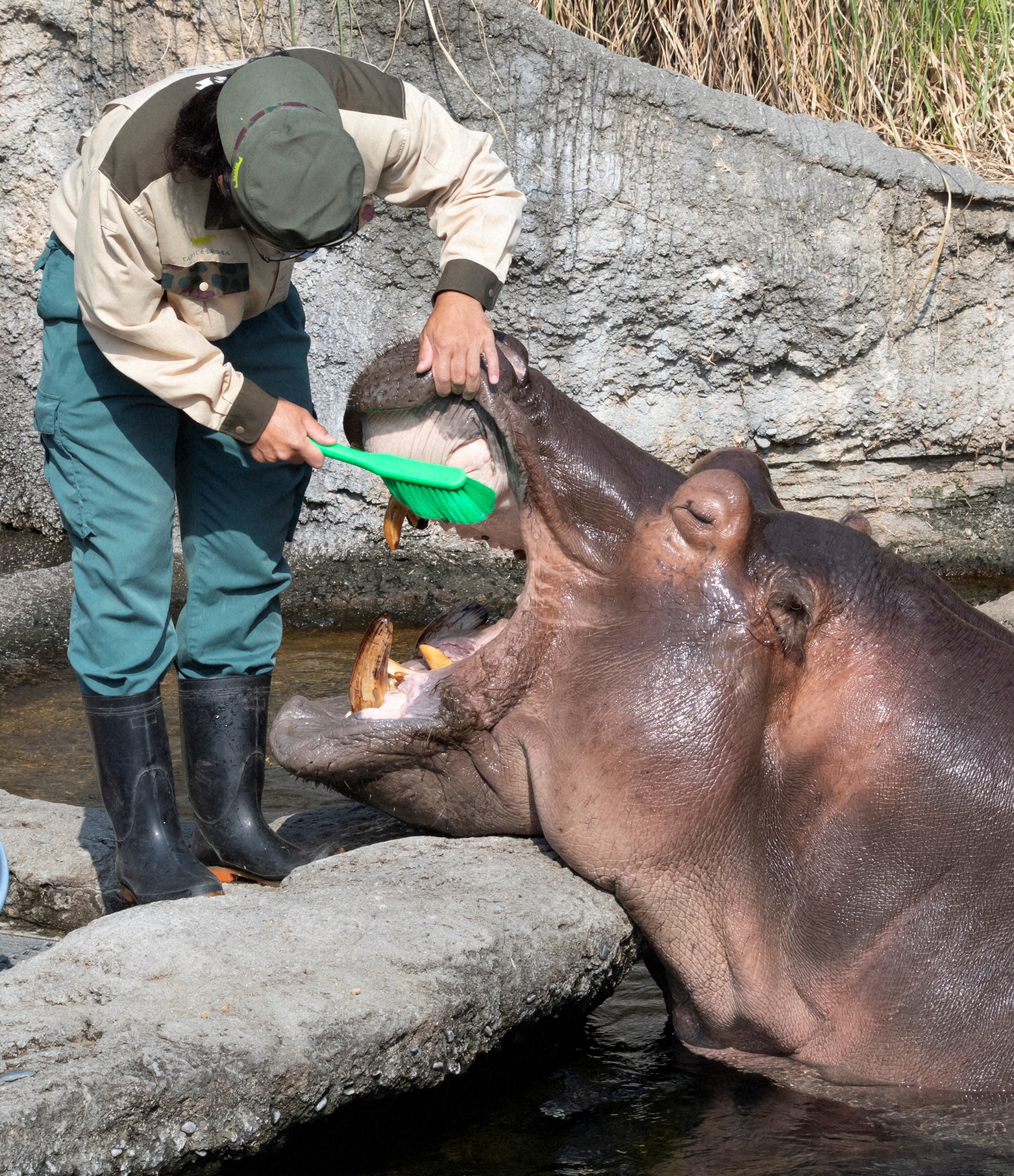 動物は歯磨きをしなくても、虫歯にならないの？【疑問氷解】