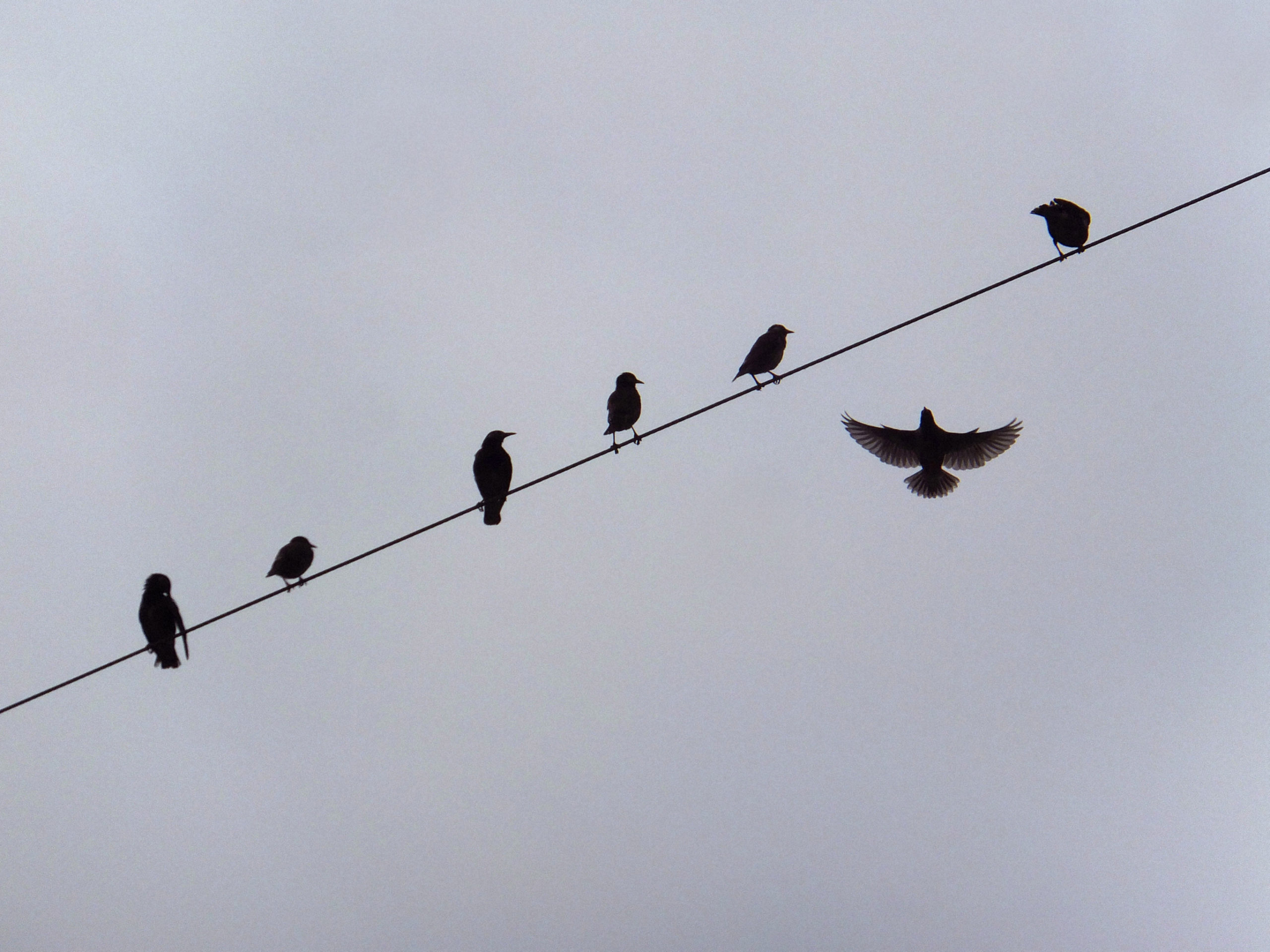 電線の鳥 なぜ感電しないの？【疑問氷解】