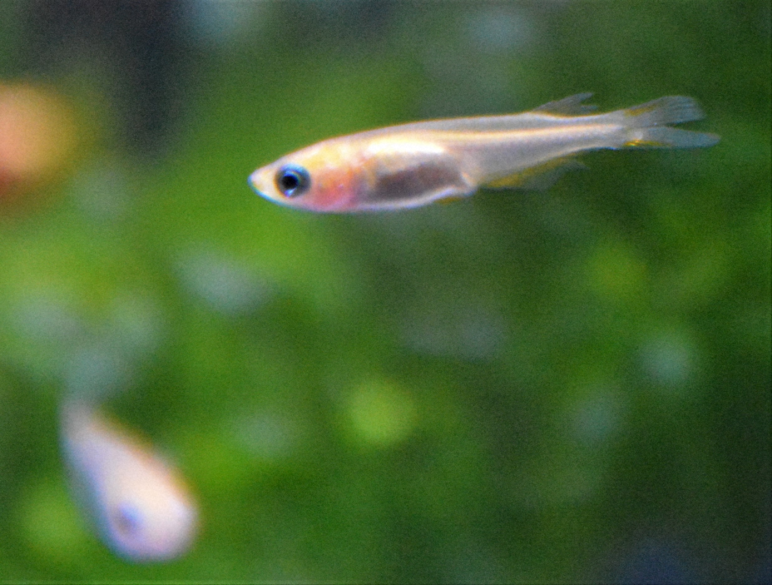 メダカの色の違いは何ですか？　【疑問氷解】