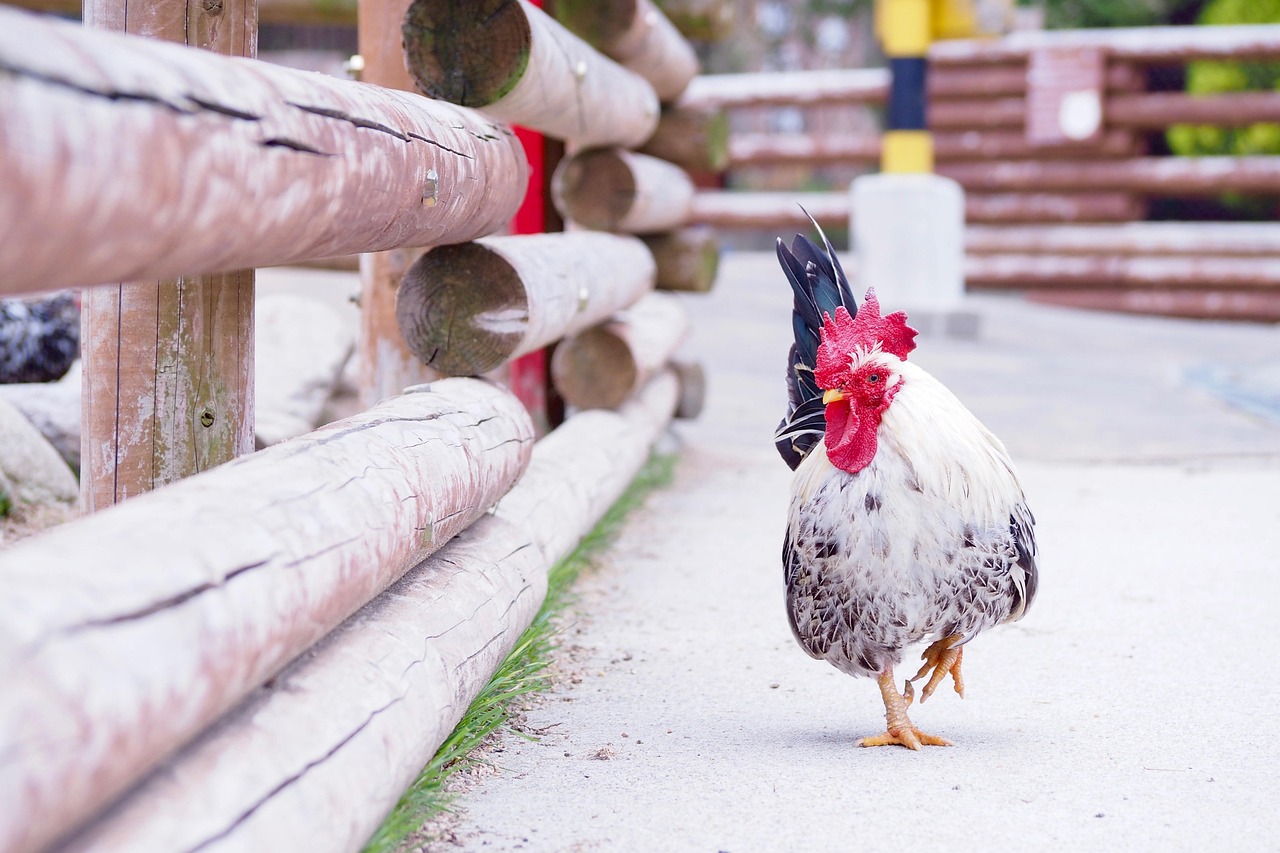 学校で飼う生き物に決まりはある？【疑問氷解】