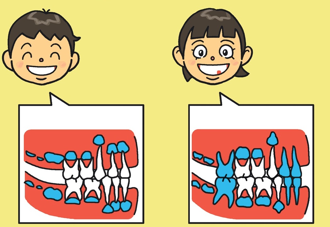 なぜ乳歯から永久歯に変わるの？【疑問氷解】