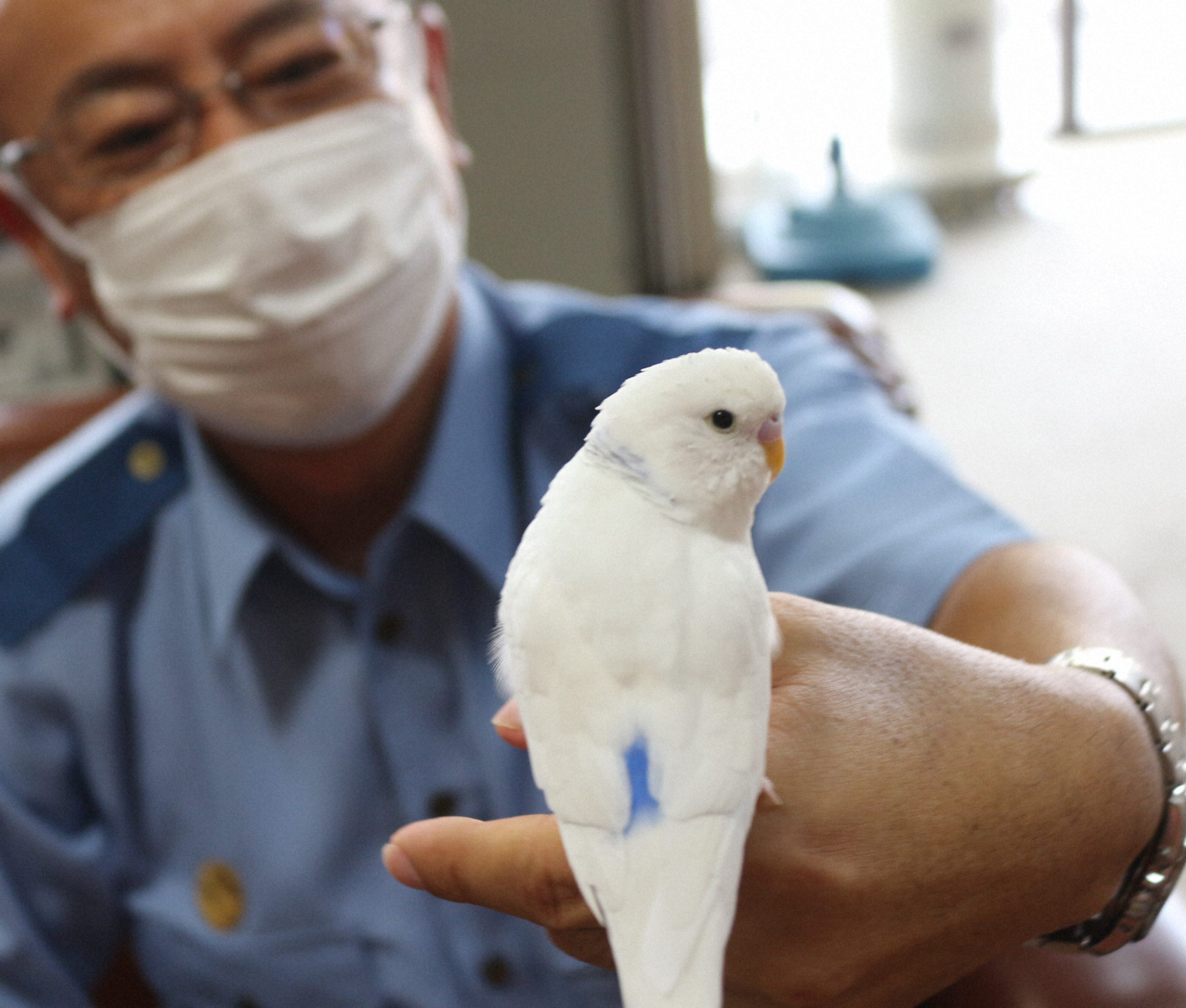 インコが体をひねらずに顔を後ろに向けられるのは、どうして？【疑問氷解】