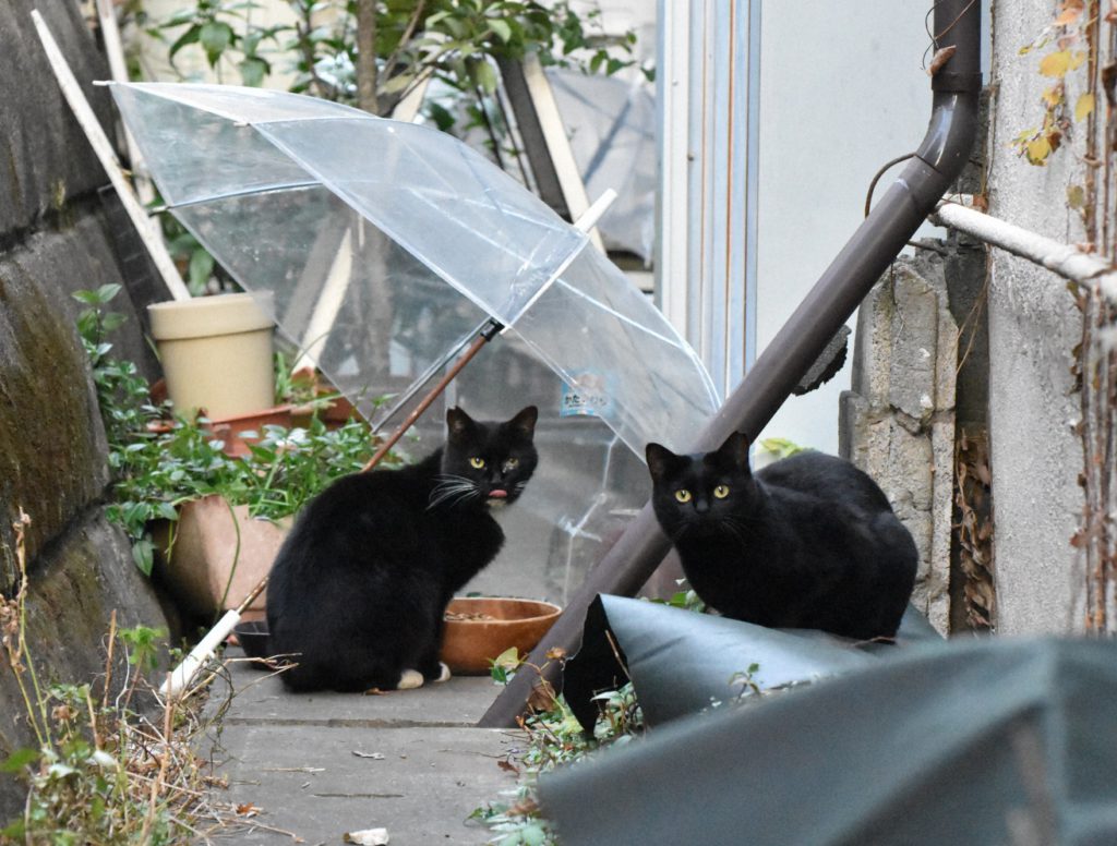 みんなで見守ろう「地域猫」【ニュース知りたいんジャー】