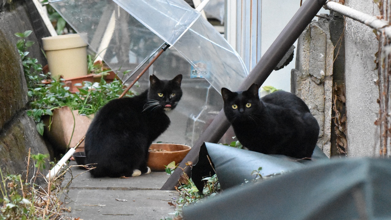 みんなで見守ろう「地域猫」【ニュース知りたいんジャー】