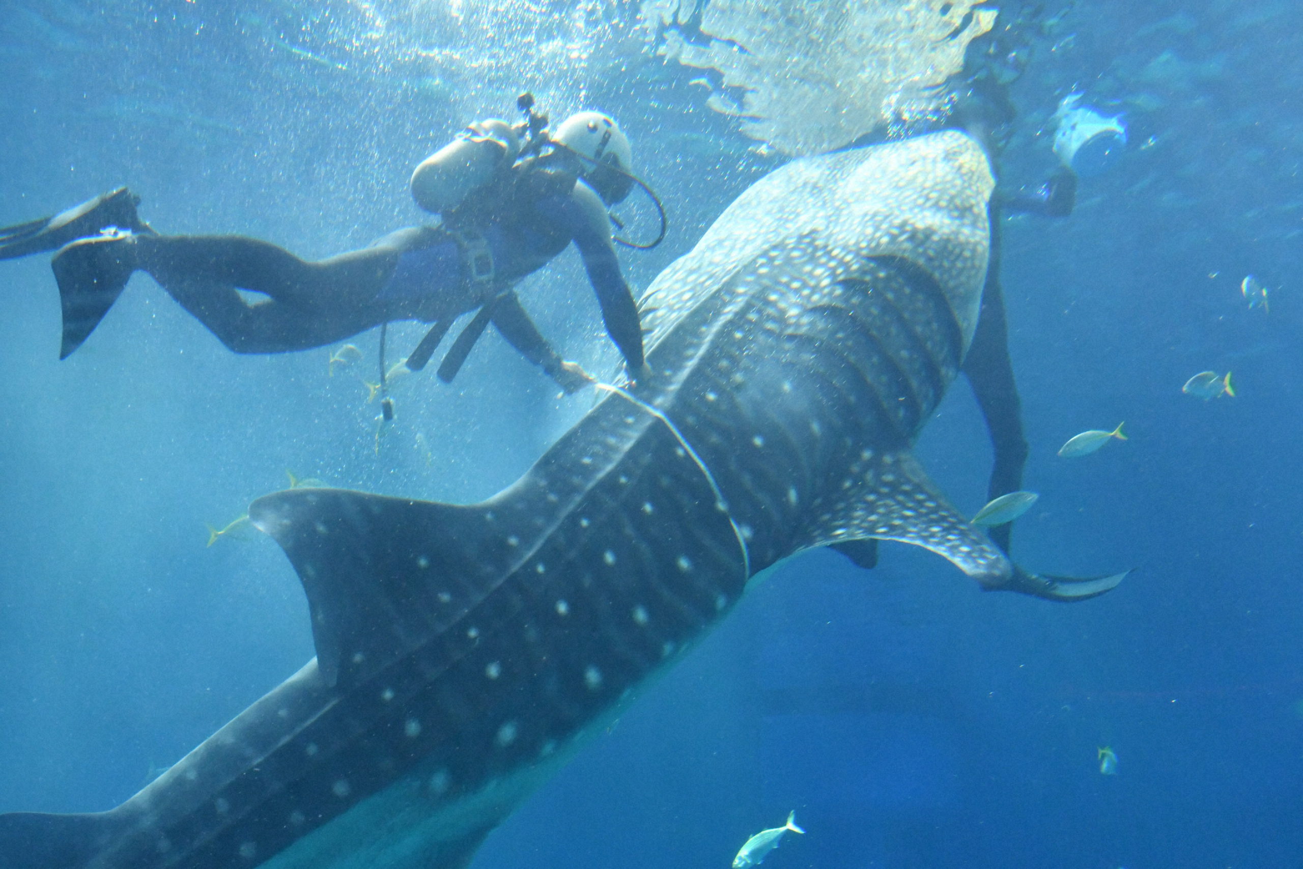 水族館の巨大水槽、どう掃除する？　【疑問氷解】