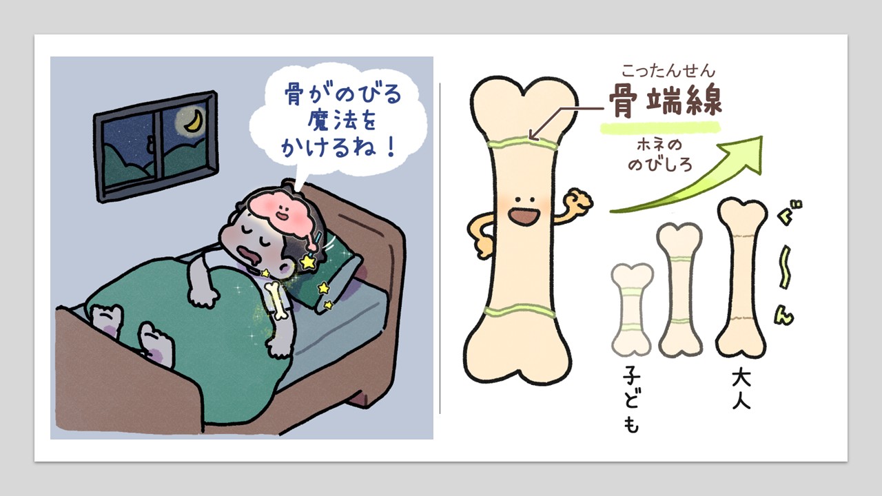 第五回：身長が伸びる仕組み、知ってる？〜骨を育てる「ゴールデンタイム」の過ごし方〜