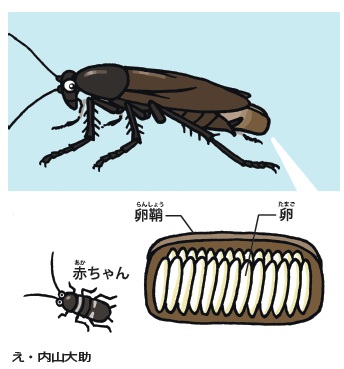 ゴキブリ2.jpg